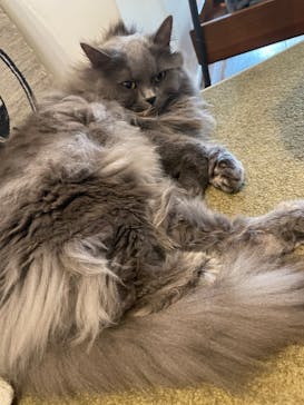 猫カフェモカ　池袋東口店に投稿された画像（2023/2/1）