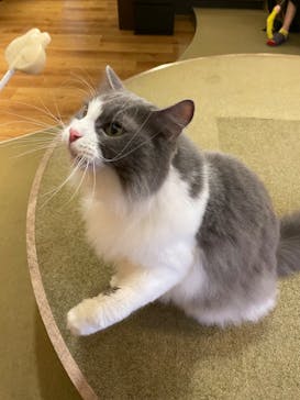 猫カフェモカ　池袋東口店に投稿された画像（2023/2/1）