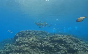 武藤潜水に投稿された画像（2023/2/1）