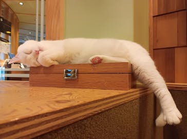 猫カフェモカ　秋葉原店に投稿された画像（2023/2/1）