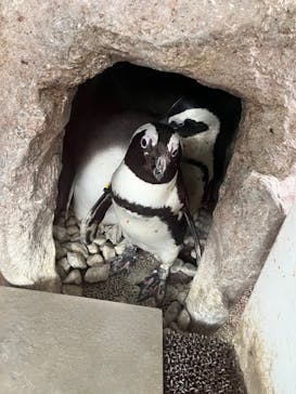 京都水族館に投稿された画像（2023/2/1）