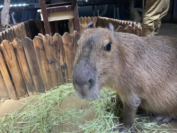 カワスイ 川崎⽔族館に投稿された画像（2023/2/1）