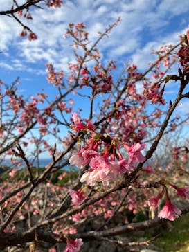 今帰仁城跡に投稿された画像（2023/2/1）