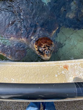 下田海中水族館に投稿された画像（2023/2/1）