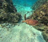 宮古島 ADVENTURE PiPi（ミヤコジマ アドベンチャー ピピ）に投稿された画像（2023/2/2）