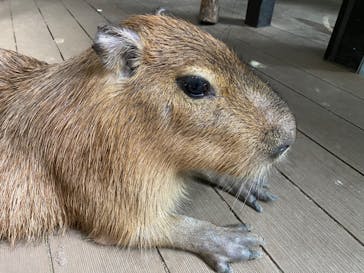カワスイ 川崎⽔族館に投稿された画像（2023/2/2）