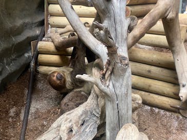 カワスイ 川崎⽔族館に投稿された画像（2023/2/2）