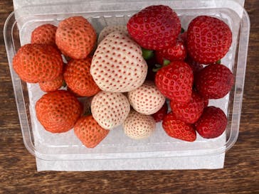 井上寅雄農園に投稿された画像（2023/2/2）