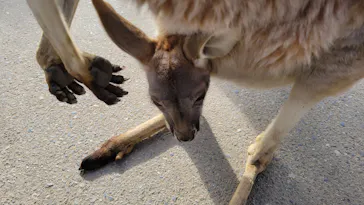 神戸どうぶつ王国に投稿された画像（2023/2/2）