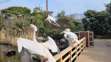 神戸どうぶつ王国に投稿された画像（2023/2/2）