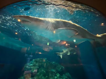 しながわ水族館に投稿された画像（2023/2/3）