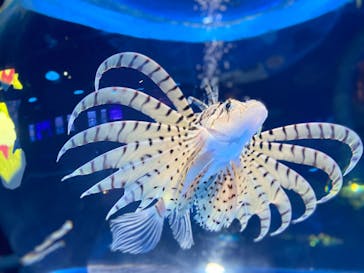 しながわ水族館に投稿された画像（2023/2/3）