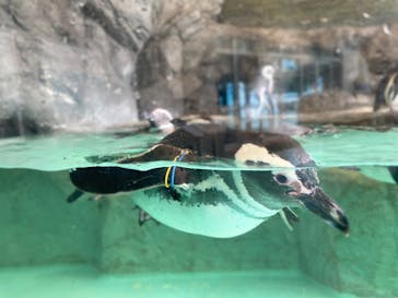 しながわ水族館に投稿された画像（2023/2/3）