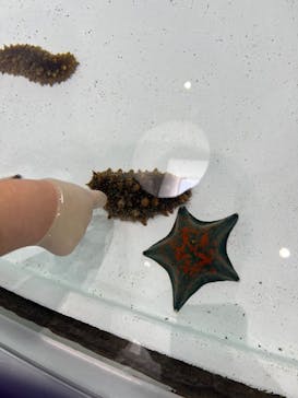 アクアワールド茨城県大洗水族館に投稿された画像（2023/2/3）