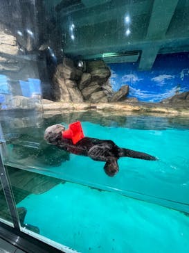 マリンワールド海の中道に投稿された画像（2023/2/3）