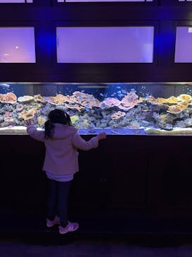 横浜開運水族館 フォーチュンアクアリウムに投稿された画像（2023/2/4）