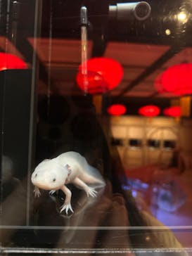 横浜開運水族館 フォーチュンアクアリウムに投稿された画像（2023/2/4）