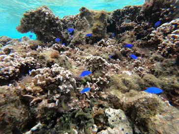 武藤潜水に投稿された画像（2023/2/4）