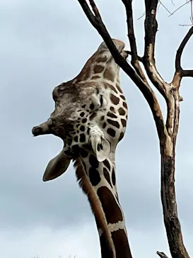 天王寺動物園に投稿された画像（2023/2/4）