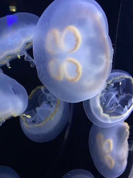 新江ノ島水族館に投稿された画像（2023/2/4）