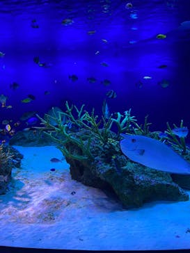 新江ノ島水族館に投稿された画像（2023/2/4）
