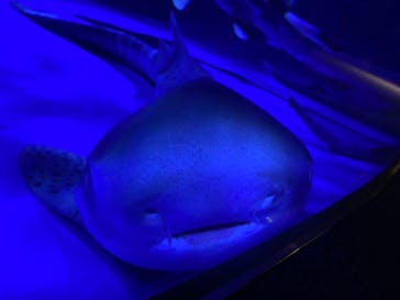 新江ノ島水族館に投稿された画像（2023/2/4）