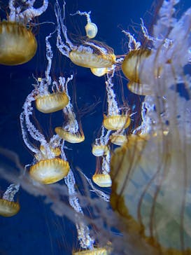 新江ノ島水族館に投稿された画像（2023/2/4）
