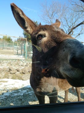 那須サファリパークに投稿された画像（2023/2/4）