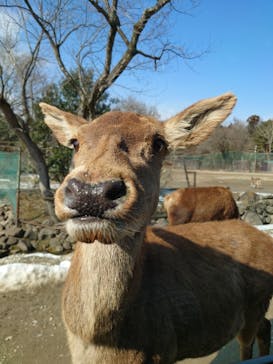 那須サファリパークに投稿された画像（2023/2/4）