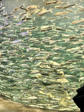 サンシャイン水族館に投稿された画像（2023/2/4）
