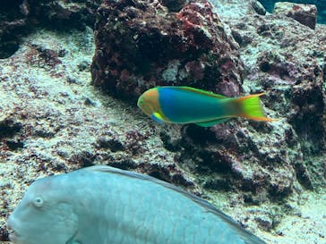 沖縄美ら海水族館に投稿された画像（2023/2/4）