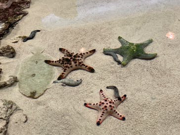 沖縄美ら海水族館に投稿された画像（2023/2/4）