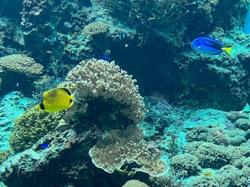 沖縄美ら海水族館に投稿された画像（2023/2/4）