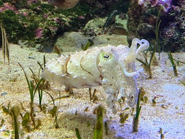 沖縄美ら海水族館に投稿された画像（2023/2/4）