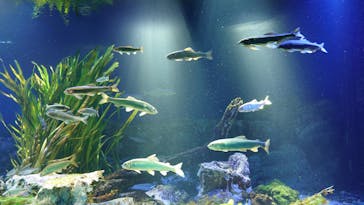 サンシャイン水族館に投稿された画像（2023/2/4）