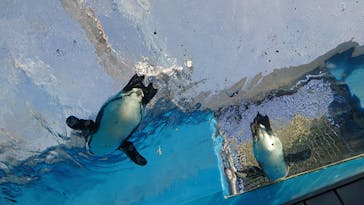 サンシャイン水族館に投稿された画像（2023/2/4）