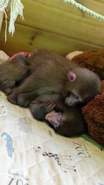 おさるランド＆アニタウン　日光さる軍団劇場に投稿された画像（2023/2/4）