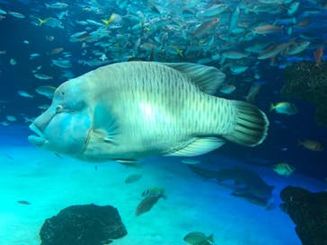 サンシャイン水族館に投稿された画像（2023/2/4）