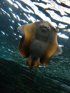 上越市立水族博物館 うみがたりに投稿された画像（2023/2/4）