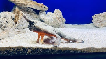 サンシャイン水族館に投稿された画像（2023/2/4）