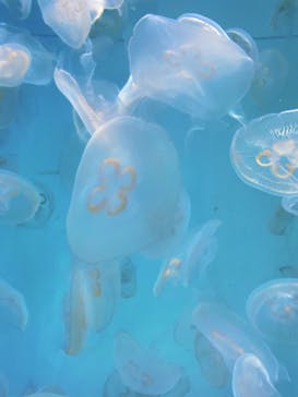 アクアワールド茨城県大洗水族館に投稿された画像（2023/2/4）