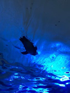 サンシャイン水族館に投稿された画像（2023/2/4）