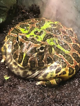 サンシャイン水族館に投稿された画像（2023/2/4）