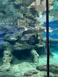 名古屋港水族館に投稿された画像（2023/2/4）
