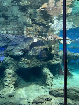 名古屋港水族館に投稿された画像（2023/2/4）