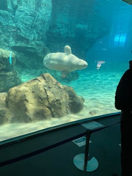 名古屋港水族館に投稿された画像（2023/2/4）