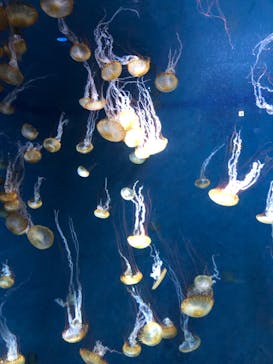 新江ノ島水族館に投稿された画像（2023/2/4）