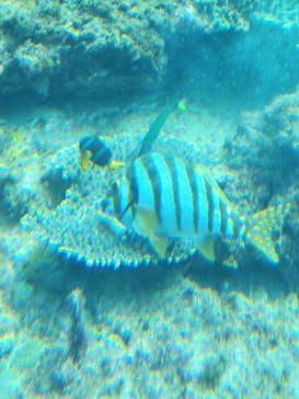 串本海中公園水族館に投稿された画像（2023/2/4）