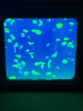 大分マリーンパレス水族館 「うみたまご」に投稿された画像（2023/2/4）