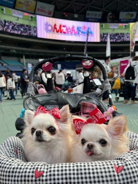 わんにゃんドームに投稿された画像（2023/2/5）